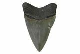 Serrated, Colorful, Fossil Megalodon Tooth - Georgia #338764-1